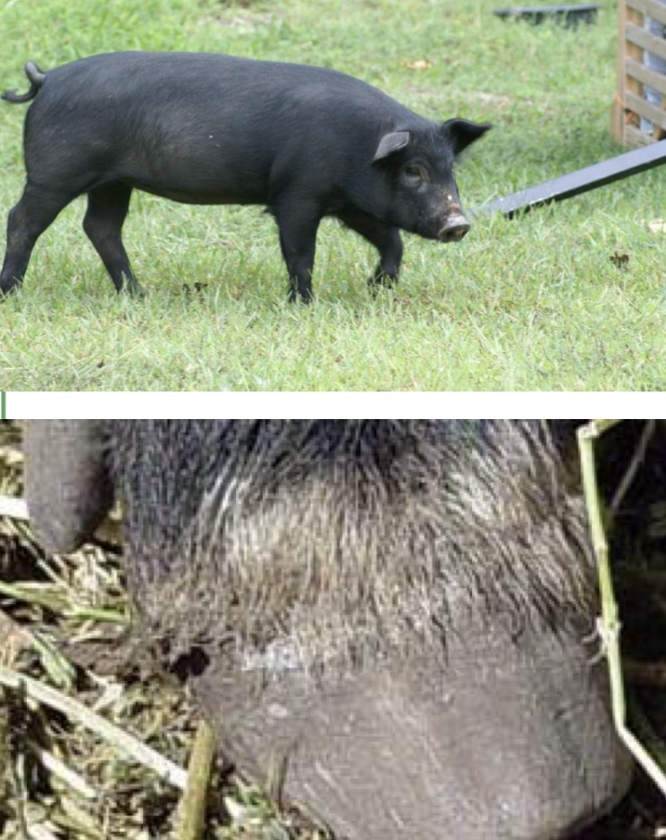 <p>Type and Breed</p>