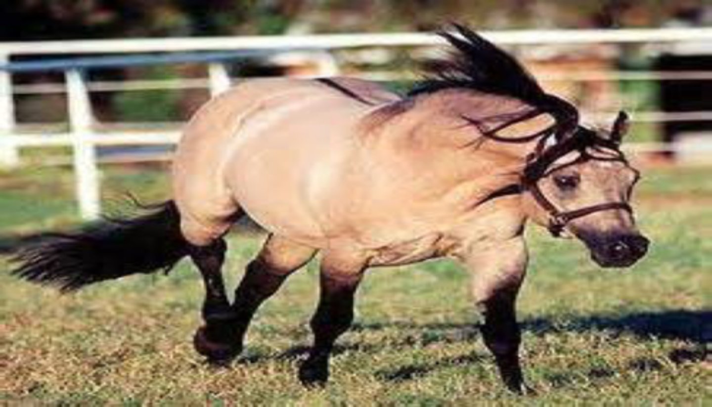 <p>- Hair coat of some shade of yellow (gold to nearly brown) with black or brown points (mane, tail, lower legs)</p><p>- Has a dorsal line (line down back)</p><p>- Can have leg barring (zebra like stripes along forelegs and hind legs)</p>