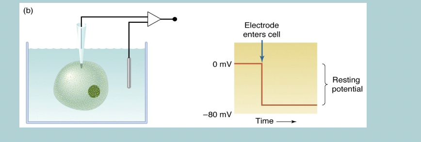 <p>Resting membrane potential </p>