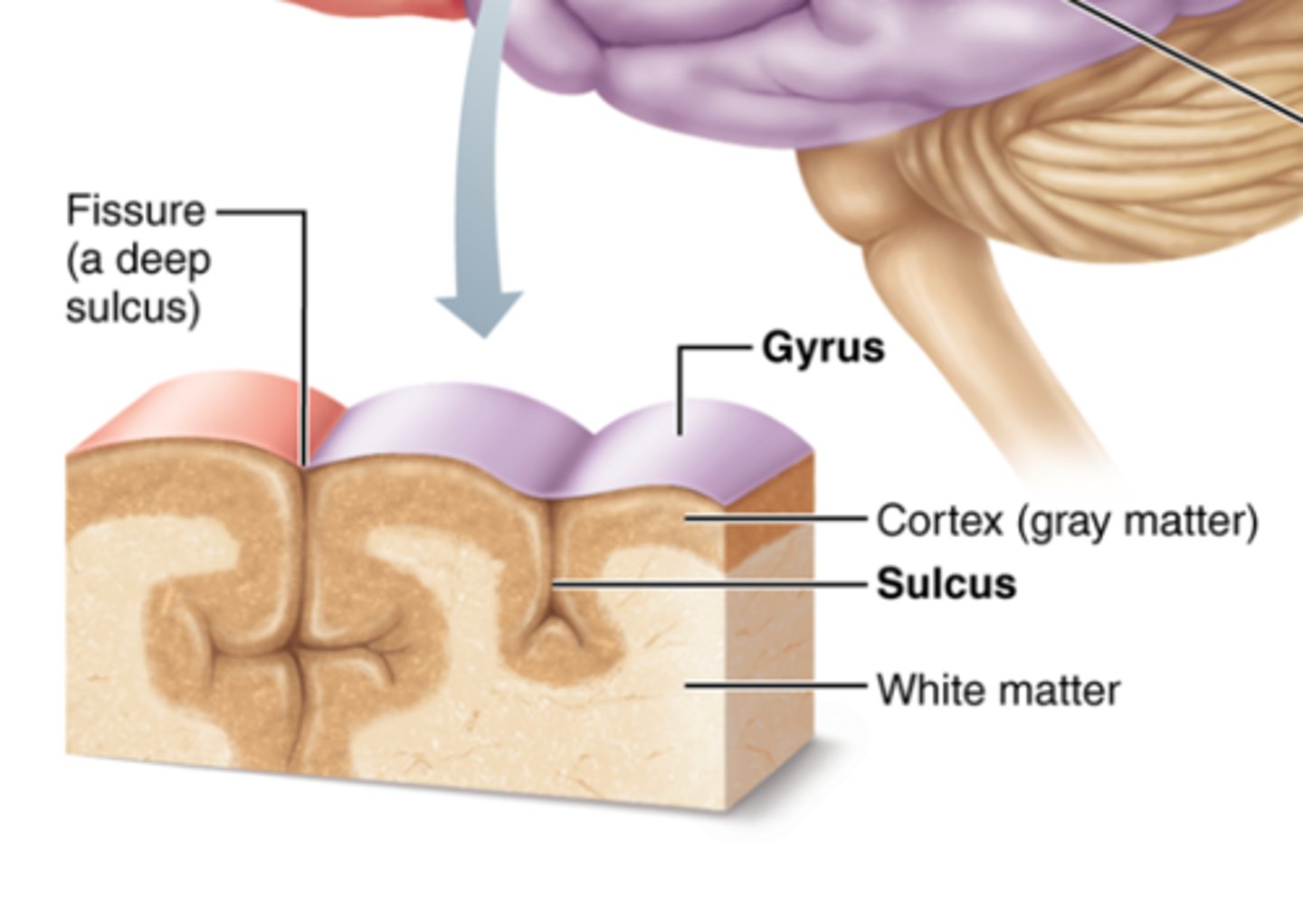 <p>A raised ridge or hill on the surface of the brain between sulci</p><p>Brain fold</p>