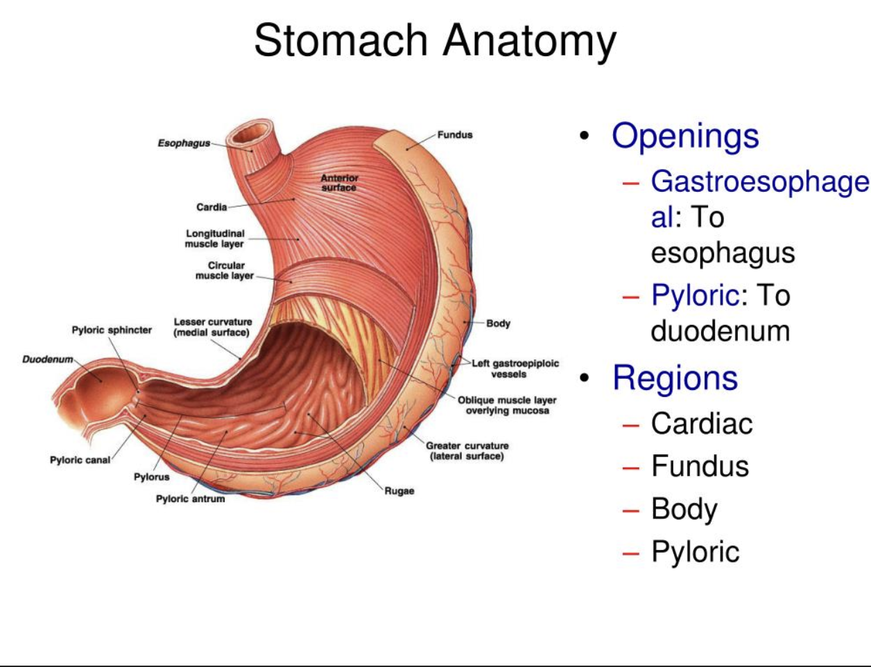 <p><span>• located on the left side of the abdominal cavity</span></p><p><span>• Food enters at the cardio esophageal sphincter</span></p>