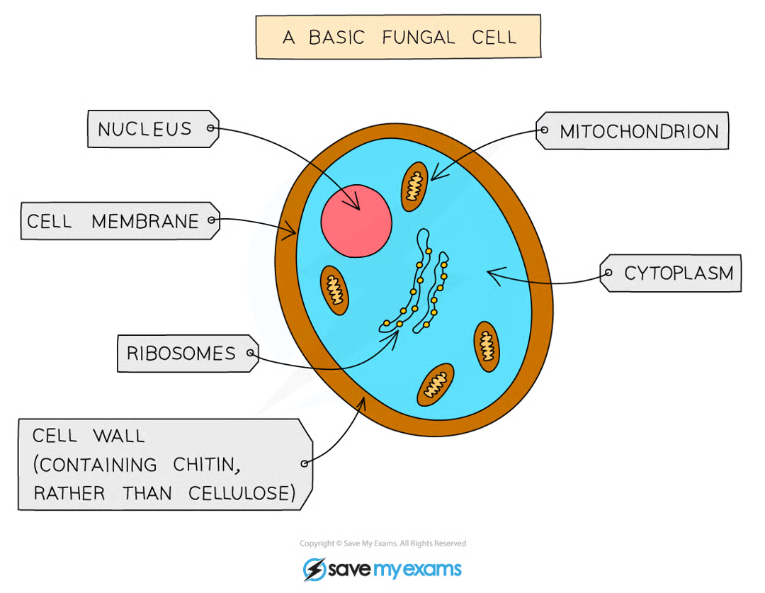 <ul><li><p>usually multicellular</p></li><li><p>cells have nuclei and cell walls made from chitin</p></li><li><p>do not photosynthesise but feed by saprophytic (on dead or decaying material) or parasitic (on live material) nutrition</p></li></ul><p></p>