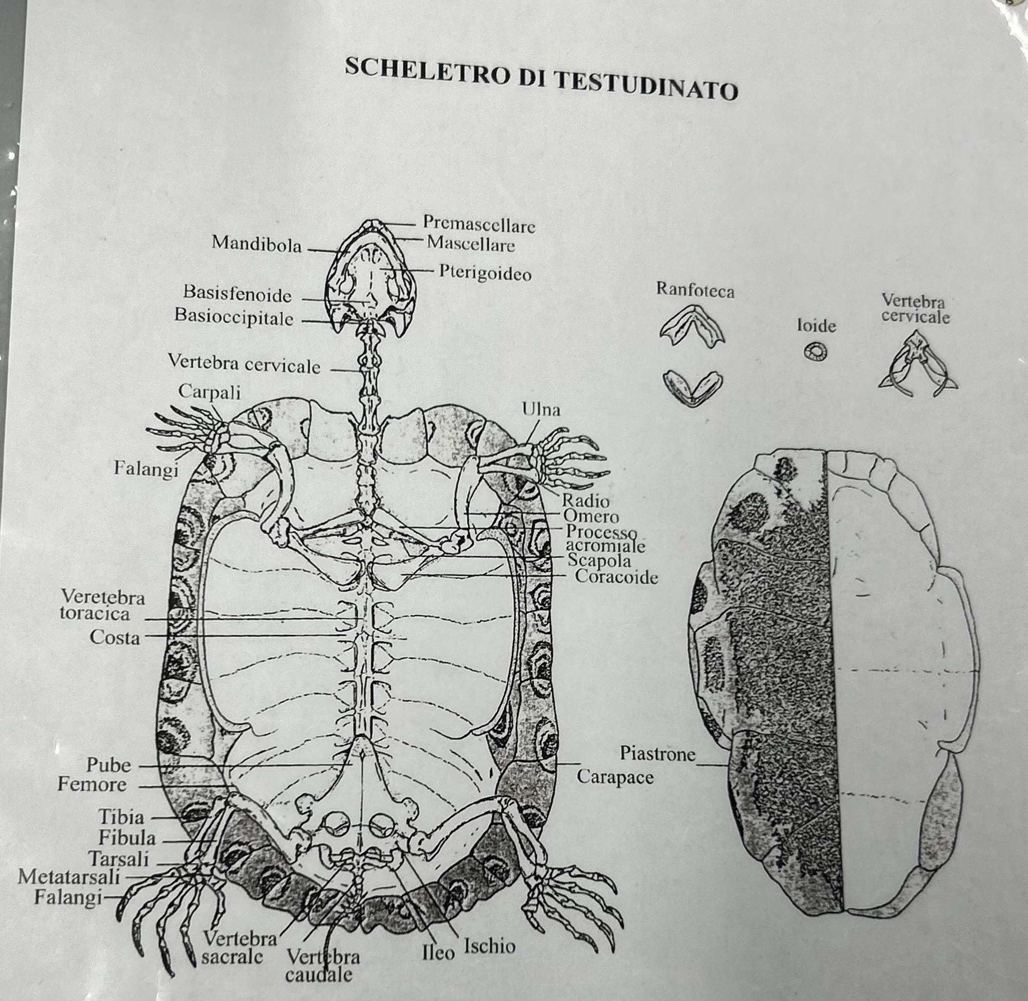 <p>Scheletro tartaruga</p>