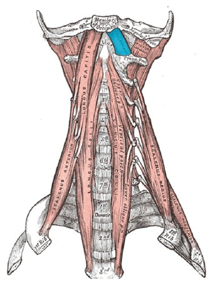 <p>o: occipital bone</p><p>i: lateral mass of atlas</p><p>C1 and C2</p><p>flex head</p>