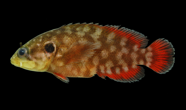 <p>body and fins are brownish-red with paler blotches</p><p>head is brownish green with dark-edged whitish bars radiating from the eyes</p><p>opercle has large black ocellated spot</p><p>each eye with a small fleshy tentacle</p><p>low spiny dorsal fin</p>