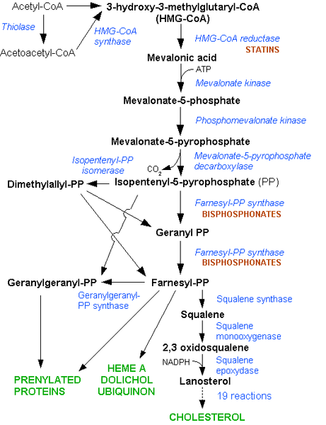 <ol><li><p>Två acetyl-CoA slås samman för att bilda <strong>acetoacetyl-CoA</strong>. Katalyseras av <strong>tiolas</strong>. en CoA utgår.</p></li><li><p>Det omvandlas till HMG-CoA med <strong>HMG-CoA-syntas</strong>. En CoA utgår. </p></li><li><p>HMG-CoA reduceras till <strong>mevalonat</strong> med <strong>HMG-CoA reduktas</strong>. NADPH oxideras till NADP<sup>+</sup>. En CoA utgår.</p></li><li><p>Mevalonat kommer i flera steg att omvandlas till <strong>isopentenyl-pyrofostat</strong> (IPP). ATP-krävande process.</p></li><li><p>IPP omvandlas till <strong>skvalen</strong> → kolesterol.  </p></li></ol>