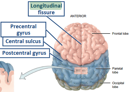 <p>What structure separates the cerebral hemispheres along the length of the brain?</p>
