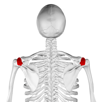 <p>What is the highest portion of the shoulder?</p>