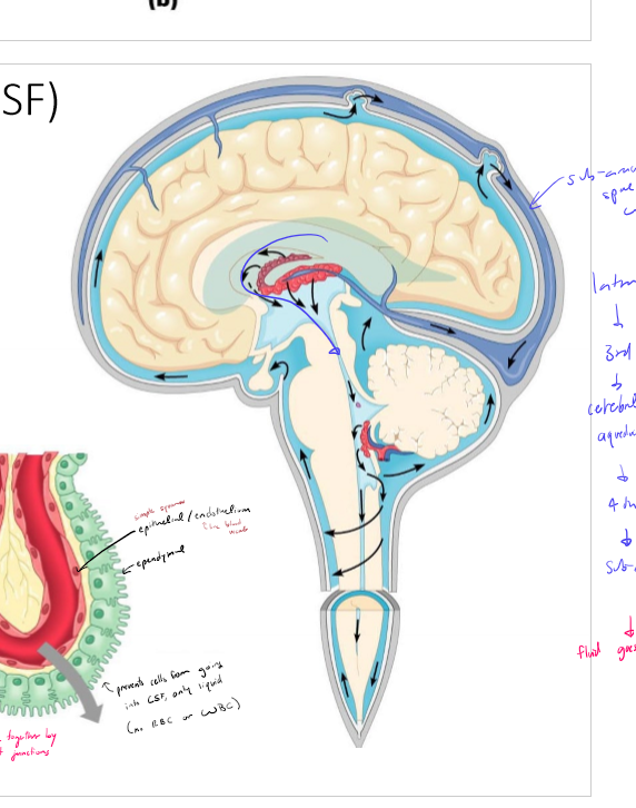 <ul><li><p>created in the choroid plexus (blood vessels and ependymal cells) at the lateral ventricles</p></li><li><p>flows to third ventricle</p></li><li><p>to cerebral aqueduct</p></li><li><p>to fourth ventricle</p></li><li><p>to sub arachnoid space</p></li><li><p>back into blood through dura mater</p></li></ul><p></p>
