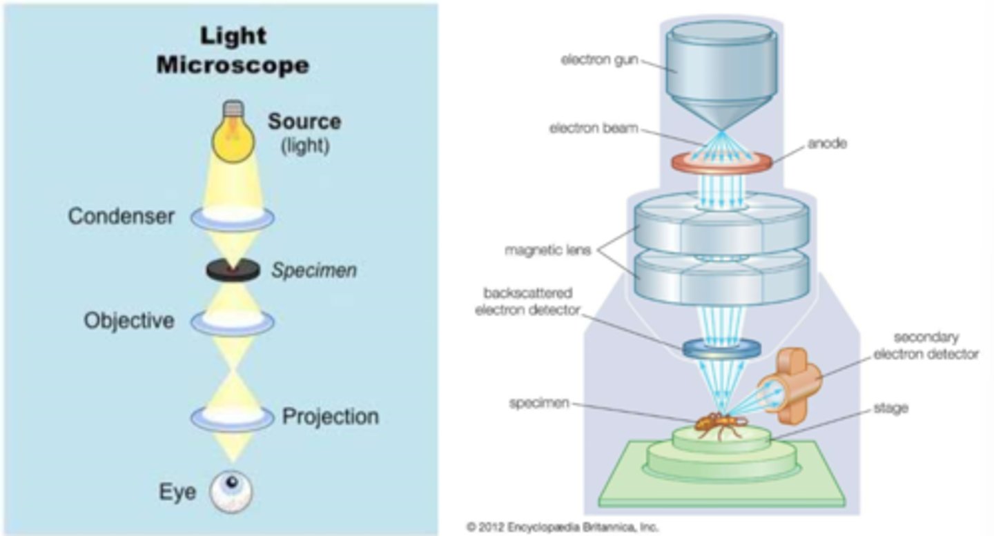 <p>SEM: stage moves to raster over _____ region</p>