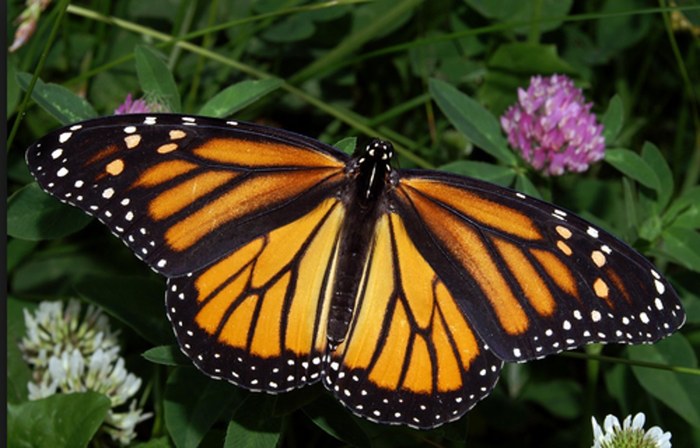 <p>la mariposa monarca</p>