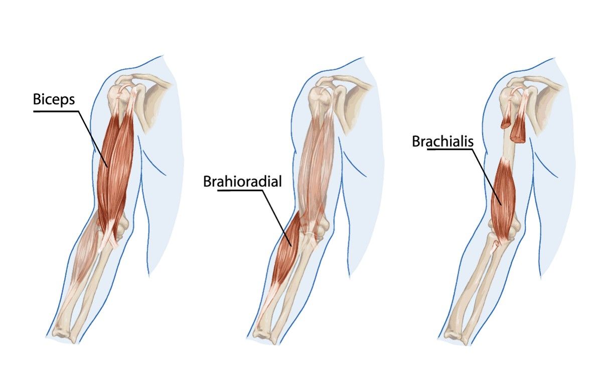 <p>biceps brachii, brachialis, triceps brachii</p><p>forearm - anterior (<span style="font-family: sans-serif">Flexor and Pronator</span>) and posterior (<span style="font-family: sans-serif">Extensor opens angle and Supinator</span>) groups </p>