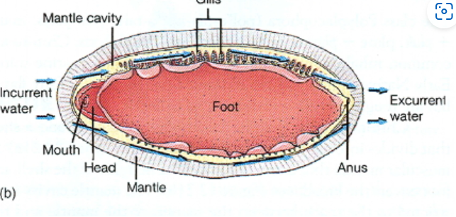<p>Phylum Mollusca: Polypalcophora Water current intake</p>