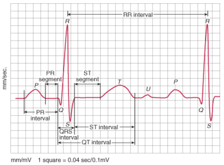 <ul><li><p>count number of large squares between two consecutive R waves / P waves and divide into 300</p><ul><li><p><u>R waves</u> give <span style="color: #ff0000">ventricular rate</span></p></li><li><p><u>P waves</u> give <span style="color: #ff0000">atrial rate</span></p></li></ul></li></ul><p></p>