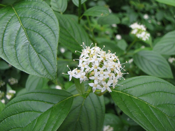 <p>od spodu jasny liść </p>