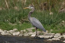 <p>What bird is this?</p>
