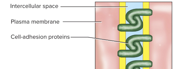 <ul><li><p><span>zipper-like, interlocking linkage between two adjacent cells by transmembrane cell-adhesion protein</span></p></li><li><p><span>Seals off intercellular space, making it difficult for substance to pass between cells</span></p></li></ul><p></p>