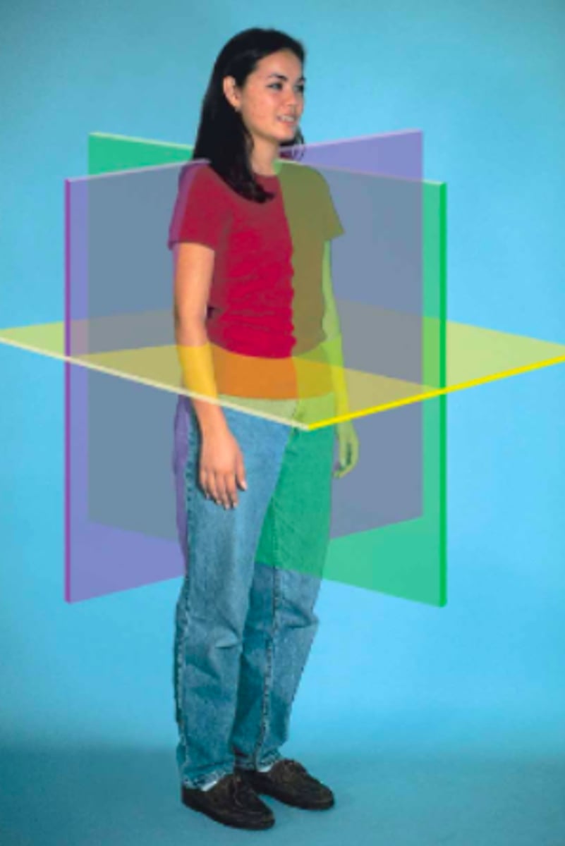 <p>Identify the body plane that corresponds with each of the three colors:</p>