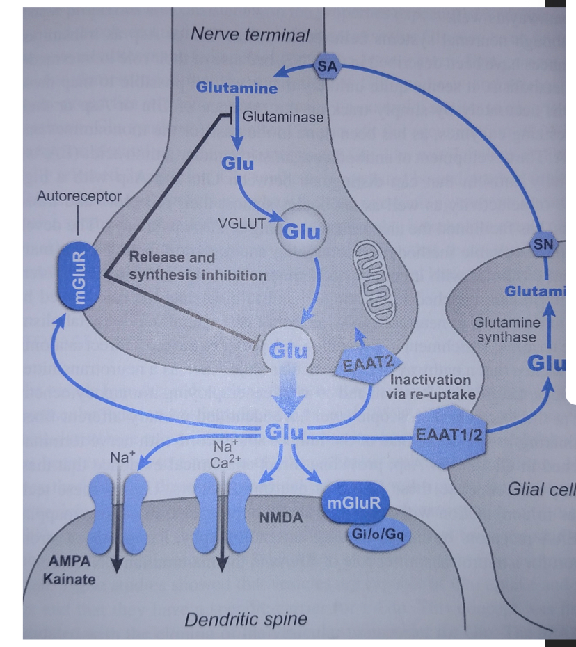 <p>Krebs Cycle</p>