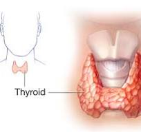 <p>Thyroid hormone synthesis</p>