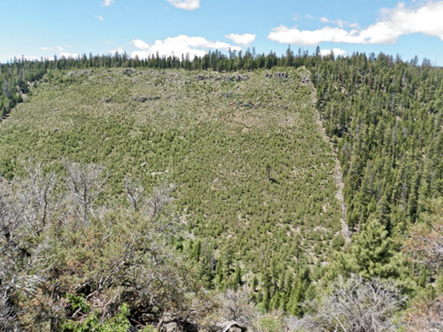 <p>Removing all or most trees within an area</p>