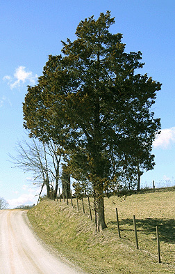 <p>Common Name</p>