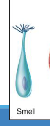 <p>Relating to the sense of smell, detecting airborne chemicals called odorants.</p><p>(smell)</p>