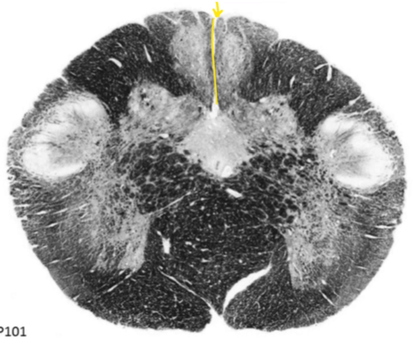 <p>ID the structure</p>
