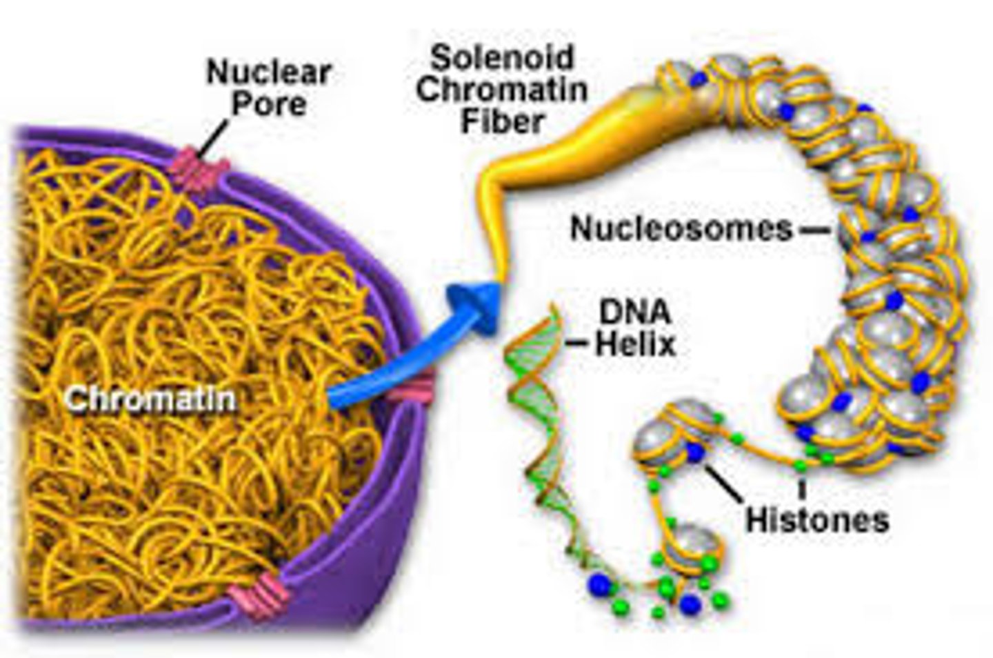 <p>(C) RNA</p><p>Chromatin is made up of DNA, histones, and non-histone proteins.</p>