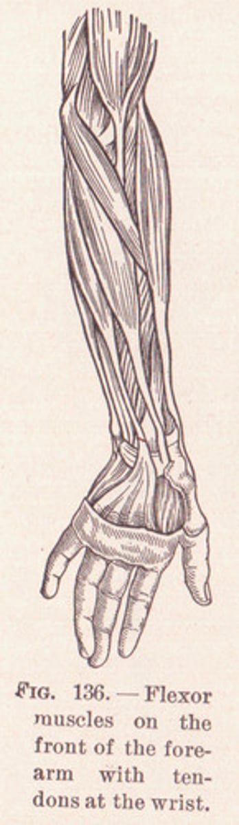 <p>arm</p>