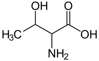 <ul><li><p>Hydroxyl + methyl</p></li><li><p>Polar, uncharged</p></li><li><p><strong>Phosphorylation site</strong></p></li><li><p><strong>Two chiral centers</strong></p></li></ul><p></p>