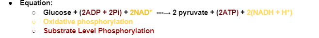 <ul><li><p>First 10 reactions of cellular respiration&nbsp;</p></li><li><p>Greek for “sugar splitting”&nbsp;</p></li><li><p>Starts with glucose (6C sugar) and produces two 3C pyruvate (pyruvic acid) molecules&nbsp;</p></li><li><p>Occurs in cytoplasm&nbsp;</p></li><li><p><strong>Anaerobic process</strong>: Does not require oxygen&nbsp;</p></li></ul><p></p>