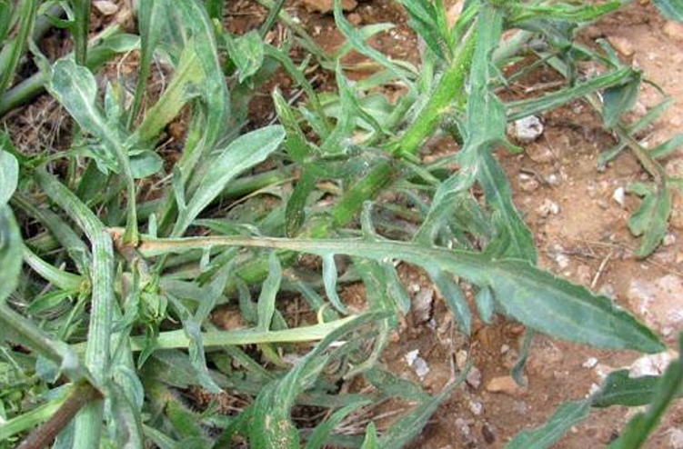 <p><em>Scorzonera laciniata</em> (Asteraceae) → <strong>cutleaf vipergrass</strong><br>- Biennial.<br><strong>Reproduces by seed.</strong><br>- Bright, yellow flowers, about 1-2 inches wide.<br>- Resemble western salsify or dandelion flower.<br><strong><u>- Each stem has one flower.</u></strong><br>- Basal leaves are deeply cut and oblanceolate <br>– up to 8 in. long.<br>-Stem leaves are smaller, entire.<br>- Multiple erect stems, hollow, and sparsely hairy</p>