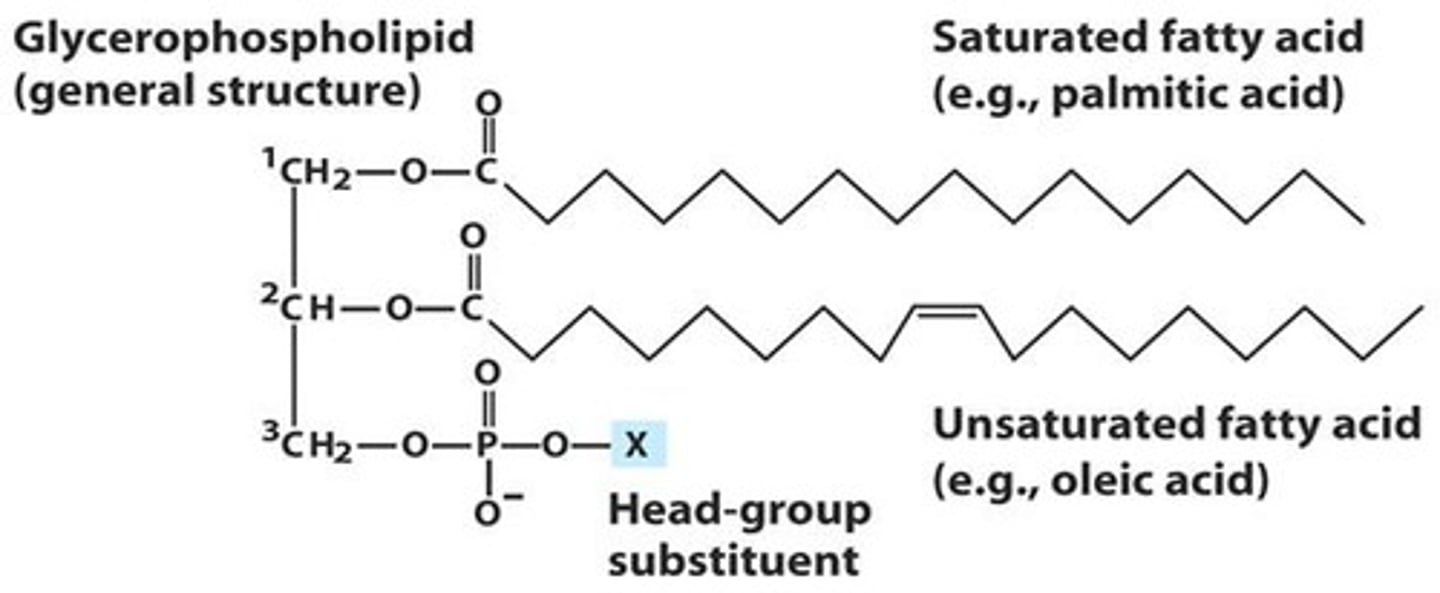 <p>- Glycerol backbone</p><p>- 2 fatty acids attached to C1 and C2 via ester bonds</p><p>- Phosphate group attached to C3 & linked to a polar or ionic head group</p>