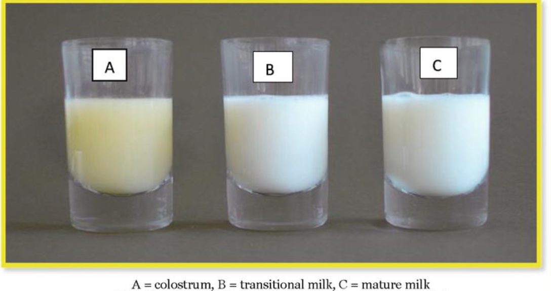 <ul><li><p><strong>Colostrum</strong></p></li><li><p><strong>Transition Milk</strong></p></li><li><p><strong>Mature Milk</strong>:</p><ul><li><p>foremilk</p></li><li><p>hindmilk</p></li></ul></li></ul><p></p>