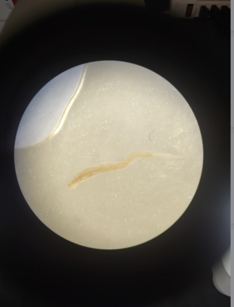 <ul><li><p>identify</p></li><li><p>m.o.t</p></li><li><p>infective stage</p></li><li><p>hosts</p></li></ul><p></p>