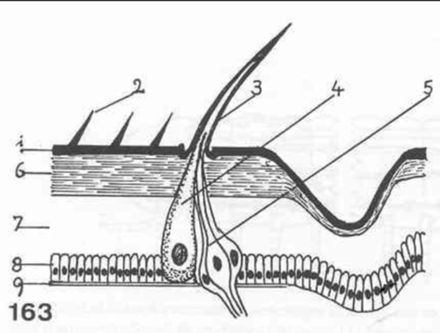 <p>which is the epicuticle?</p>