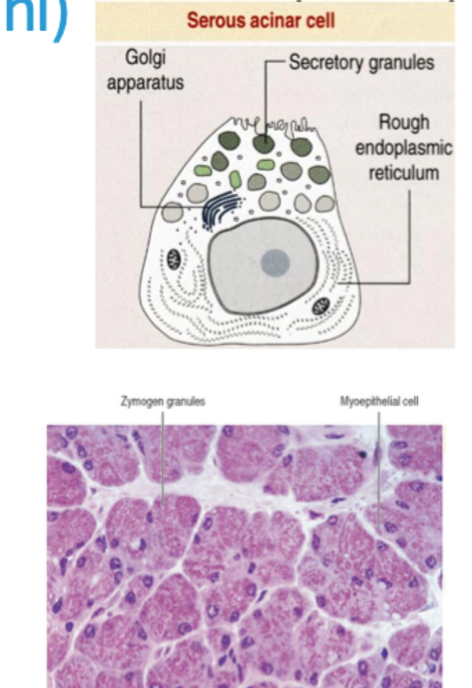 <p>• <strong>Cytoplasma er;</strong><br>• Apikalt – lyst eosinofilt cytoplasma med synlige sekretgranula<br>• Basalt – basofil grundet rER og frie ribosomer, farves kraftigt af eosin da proteiner ofte er positivt ladet</p><p>• <strong>Kernen er</strong><br>• lokaliseret basalt/centralt<br>• afrundet</p><p>Lille lumen</p>
