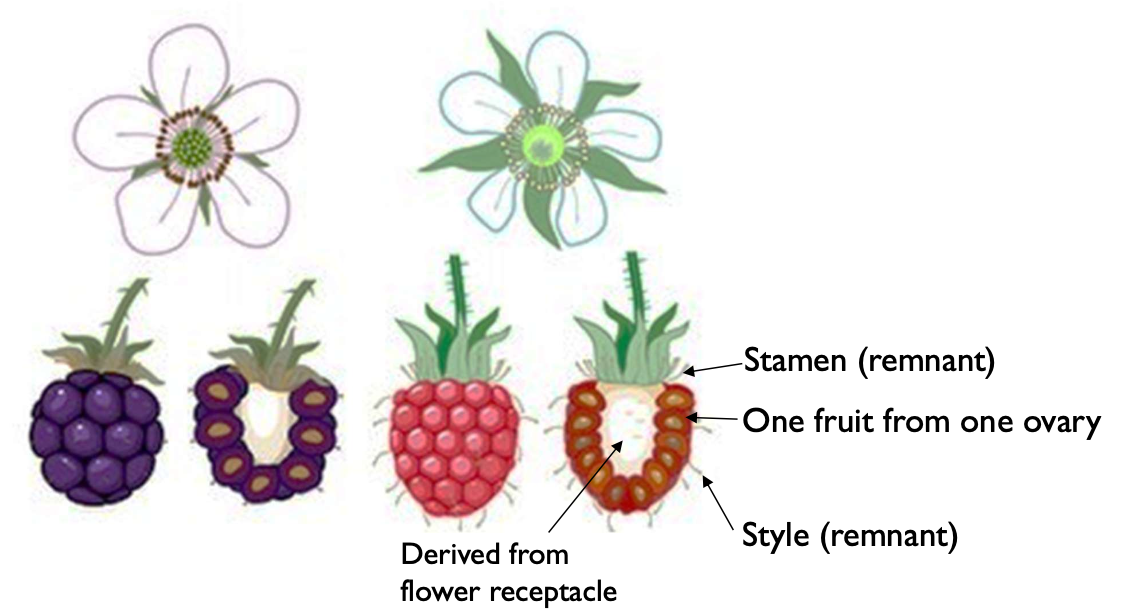 <p>Stamen and style.</p>