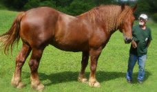 <p>Identify the breed of horse?</p>