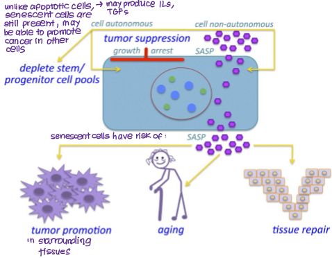 <p><strong>SASP </strong>(senescence-associated secretory phenotype)</p><ul><li><p>releases signalling and pro-inflammatory molecules (e.g. TGF-b, ILs)</p></li><li><p>can be <strong>autocrine </strong>(promote senescence)</p></li><li><p>can be <strong>paracrine </strong>(promote tumour development)</p></li></ul><p></p>