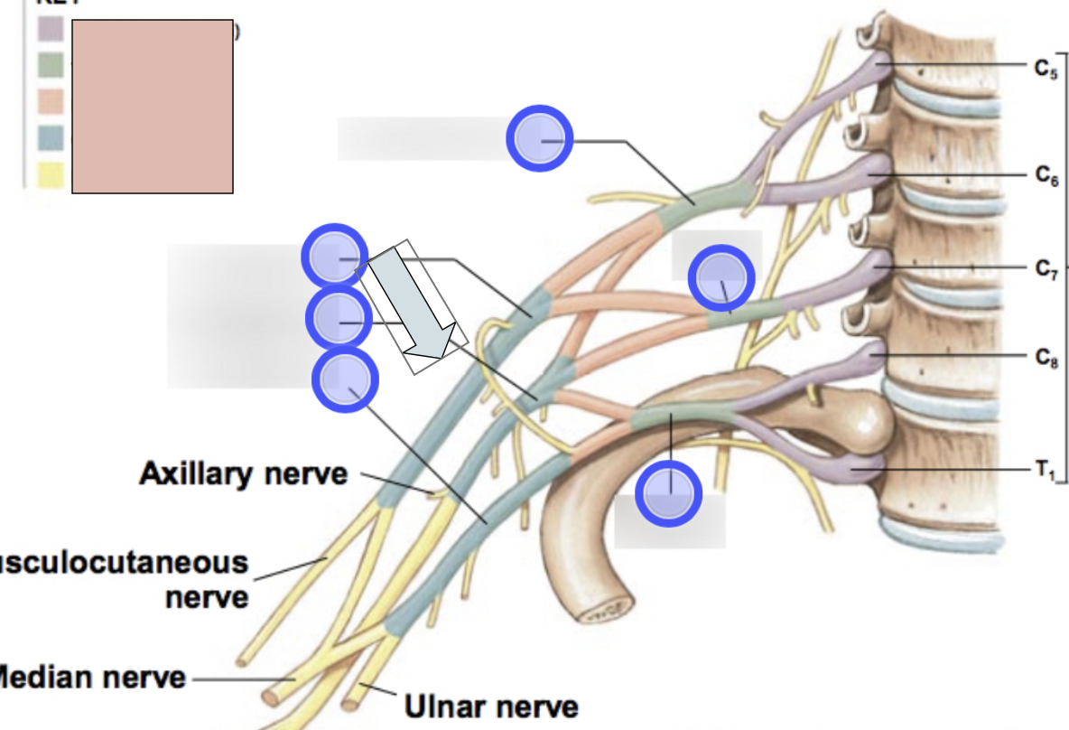 <p>lateral, posterior, medial (3 total)</p>