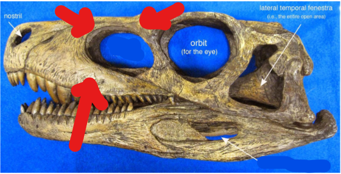 <p><span style="background-color: transparent;"><span>Archosaur evolutionary novelty; a hole in the front part of the skull, just anterior of the eye. Hole in front of eye socket.</span></span></p>
