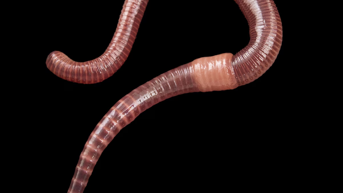 <p>are coelomates with bodies with rings</p><p>segmented worms repeated body segments</p><p>most advanced worm</p><p>complete digestive system  (picture earthworm)</p>