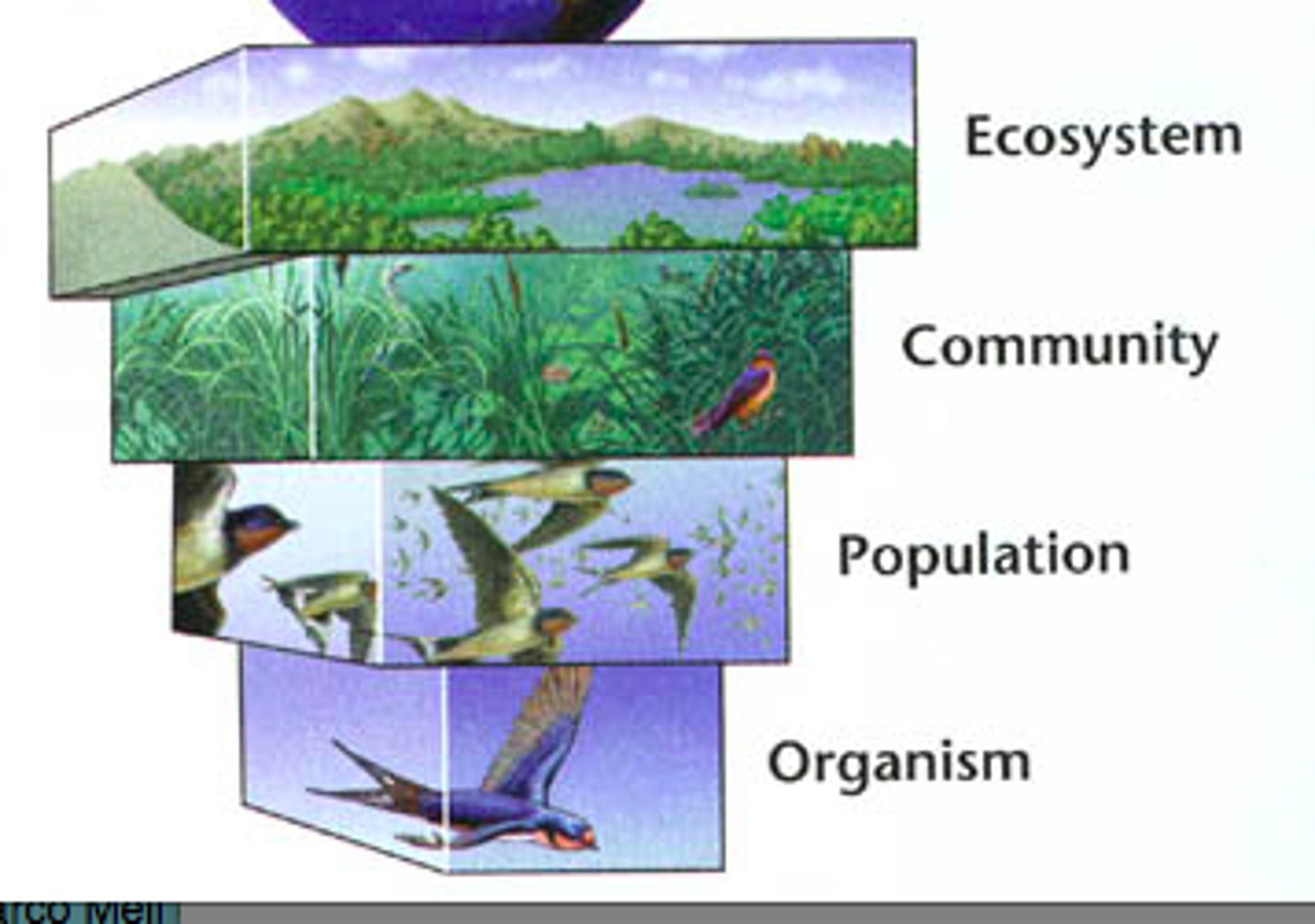 <p>Hierarchy: organism → population → community → ecosystem.</p>
