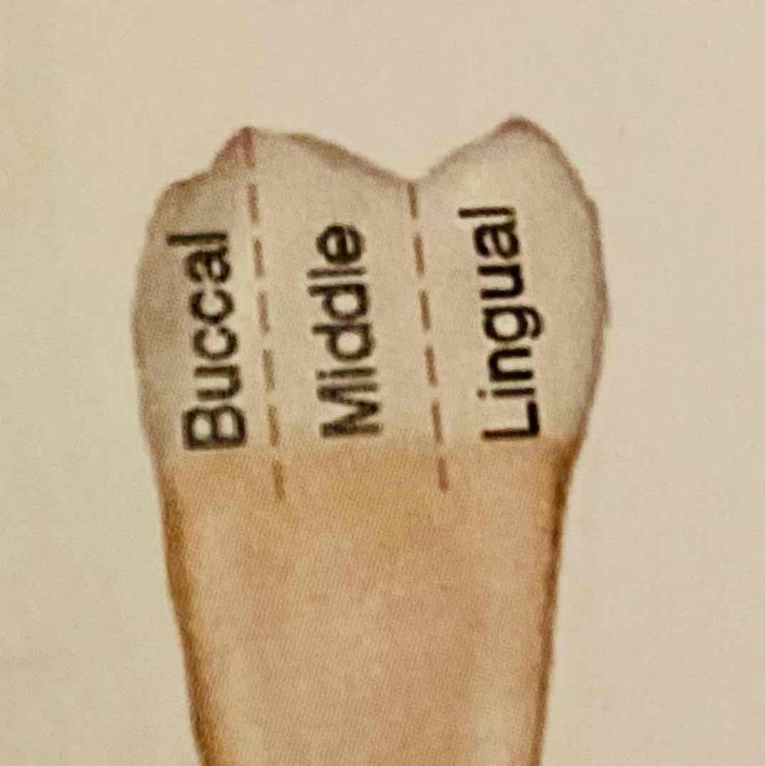 <p>Wat zijn de drie delen als je de tandkroon van een molaar langs de zijkant verticaal indeelt?</p>