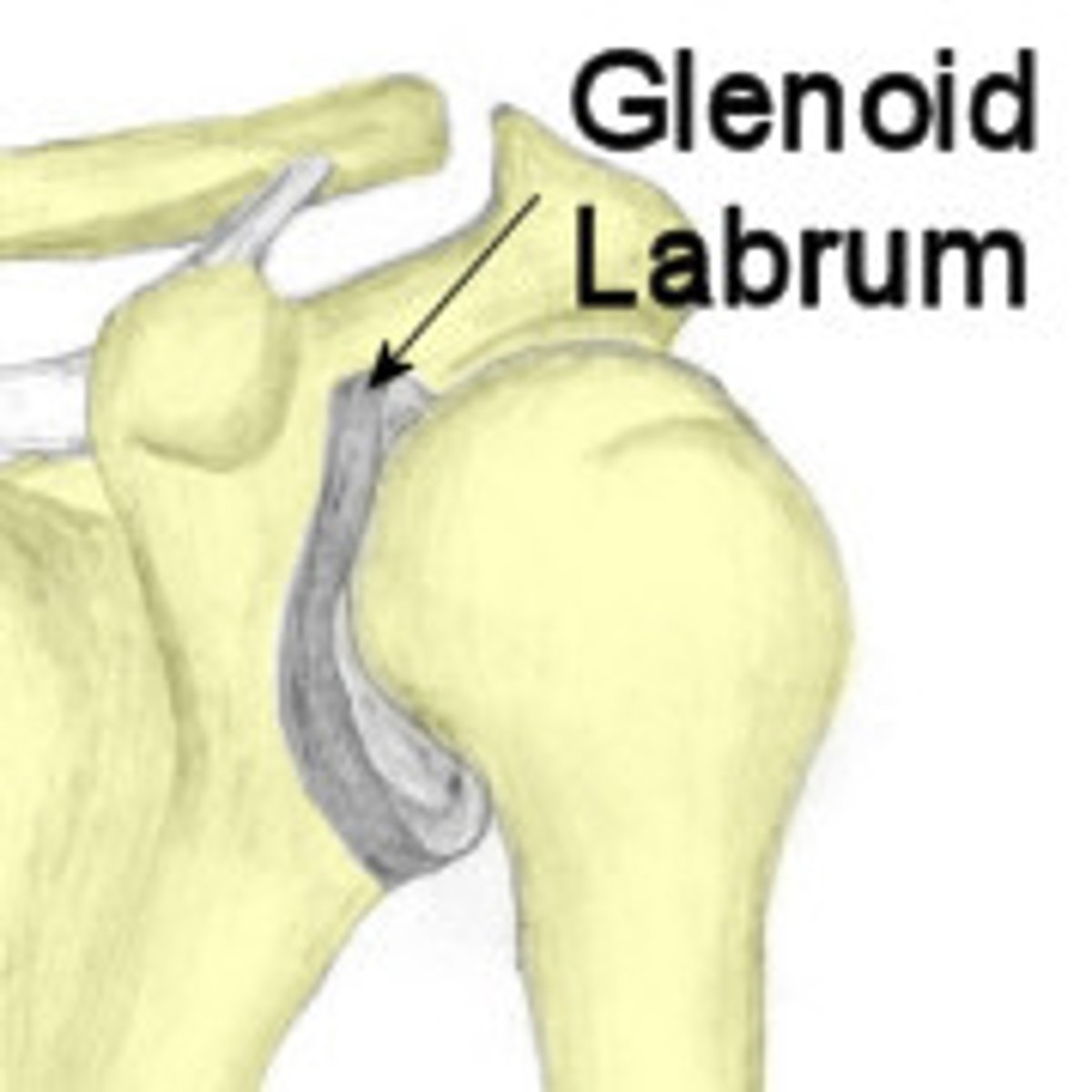 <p>fibrocartilage rim of the glenoid fossa; serves to deepen the socket, provide protection, stability, inc surface area</p>
