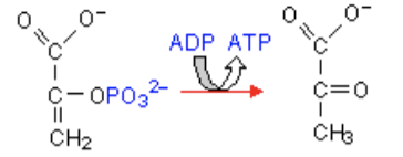 <p><span style="color: #ffffff">T</span><span style="color: #ffffff">he molecule on the left side of the arrow is called phosphoenolpyruvate.</span><span style="color: #ffffff"><br></span><span style="color: #ffffff">According to the thermodynamics lecture, what is/are the driving force(s) for the reaction below?</span></p>