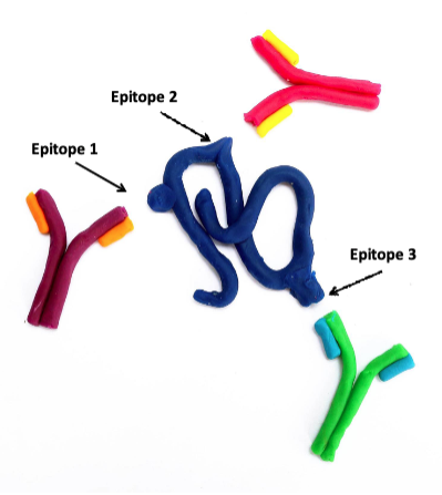<p><span>An antibody binds specifically to a distinct part of an antigen known as an epitope</span></p>