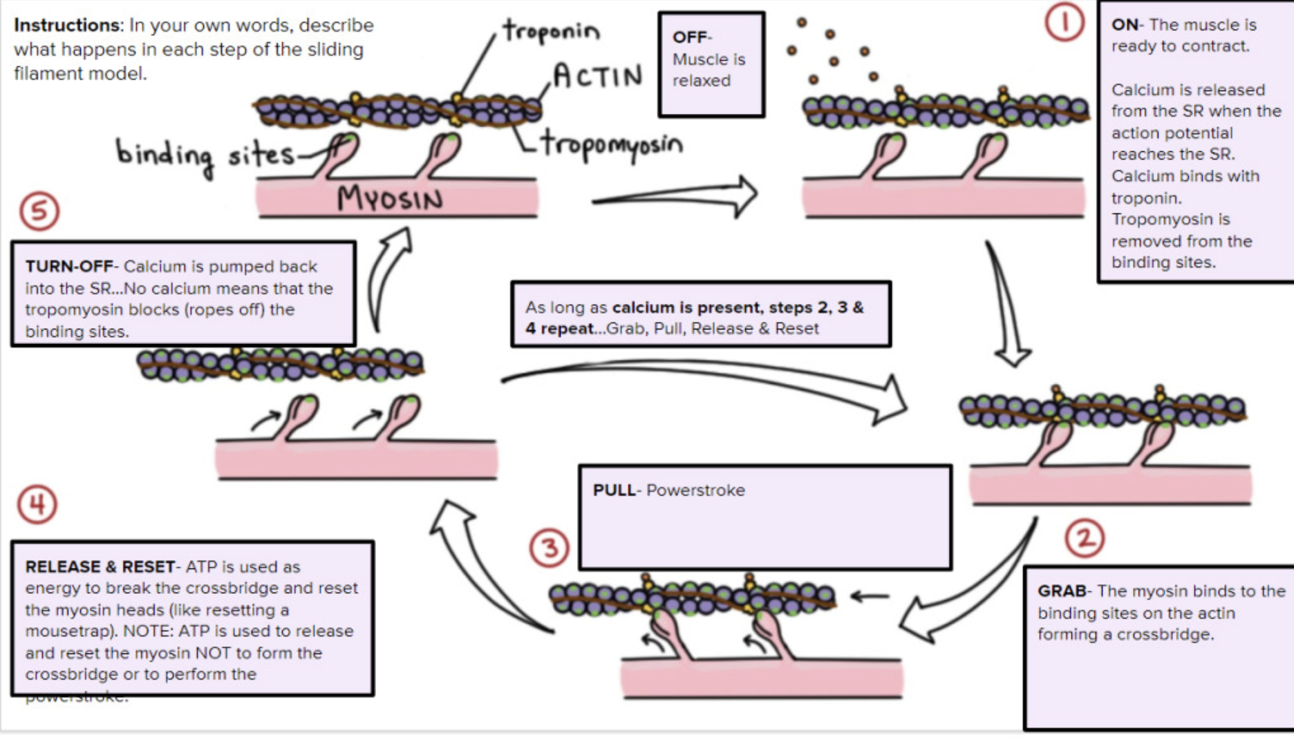 <ol start="5"><li><p>As ATP binds to myosin head, the head detaches from the actin</p><p></p></li><li><p>The myosin head splits the ATP into ADP+P becomes re-energized and reorients</p><p></p></li><li><p>Myosin head attaches to actin</p><p></p></li><li><p>Myosin head rotates to the center of the sarcomere and pulls/pushes the actin to the center</p><p></p></li><li><p>When the action potential ends, Ca2+ is reabsorbed via active transportation into the sarcoplasmic reticulum.</p><p></p></li><li><p>As Ca2+ moves out of the sarcomere, it unbinds with troponin</p><p></p></li><li><p>Without Ca2+, troponin moves the tropomyosin back into active sites</p><p></p></li><li><p>Myosin moves back to starting position.</p></li></ol>